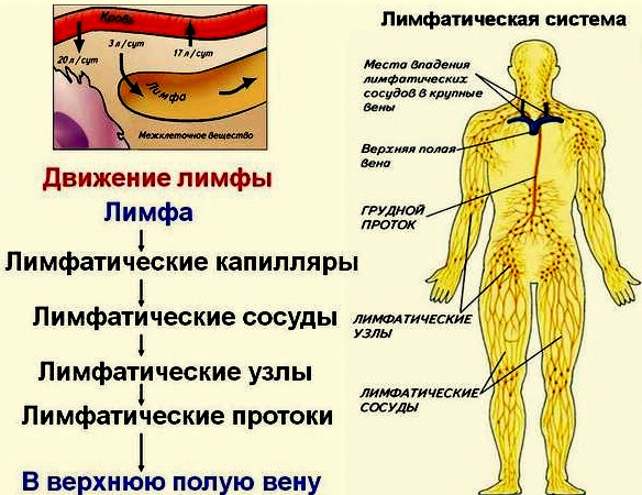 лимфатическая система